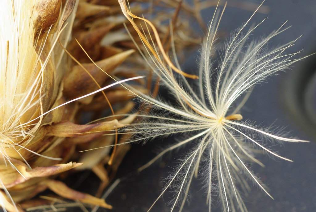 Bug That Looks Like Dandelion Fluff